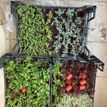 Sukulentworldd (Instagram) Hizmeti Hayal Kırıklığı