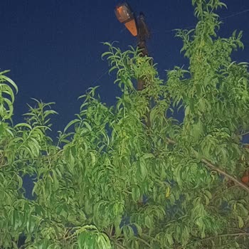 Alo 186 Sokak Lambası 2 Aydır Yanmıyor