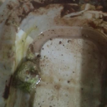 Algida Buzlu Dondurma Süt Yerine Su Konulmuş Galiba