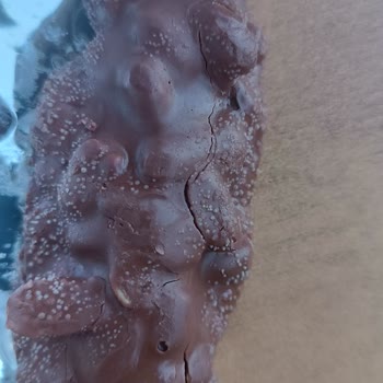 Eti Gıda Çikolata Küf Oluşumu