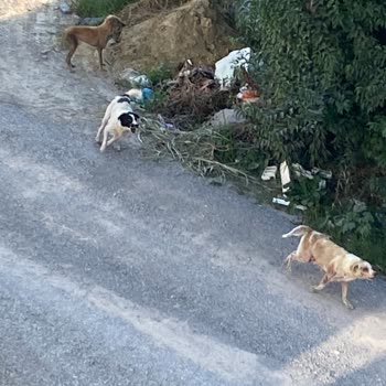 Adapazarı Belediyesi Uyuz Köpeklerin Toplanması
