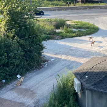 Adapazarı Belediyesi Uyuz Köpeklerin Toplanması