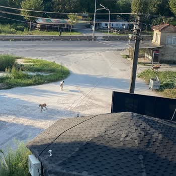 Adapazarı Belediyesi Uyuz Köpeklerin Toplanması
