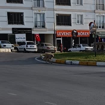 Uzunköprü Belediyesi Başıboş Sokak Köpekleri