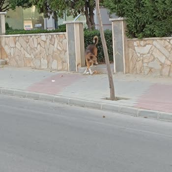 Uzunköprü Belediyesi Başıboş Sokak Köpekleri