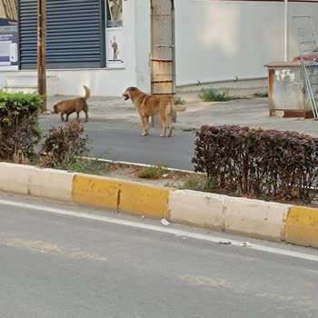 Uzunköprü Belediyesi Başıboş Sokak Köpekleri