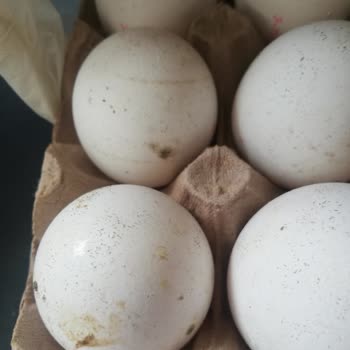 A101 Bozulmuş Ve Kokmuş Yumurtalar