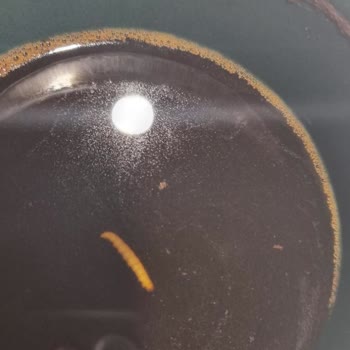 Abdullah Efendi Türk Kahvesi İçinden (((beyaz Kurt) ) ) Çıktı!