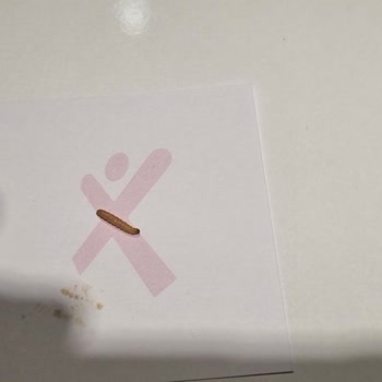 Abdullah Efendi Türk Kahvesi İçinden (((beyaz Kurt) ) ) Çıktı!