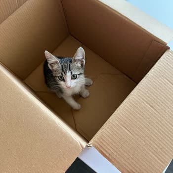 Üsküdar Belediyesi Minik Dostlar Veteriner