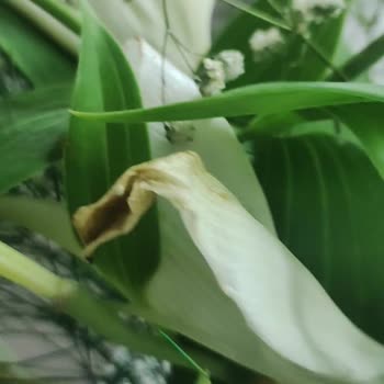 Çiçek Sepeti Çöp Olan Çiçek Gönderimi