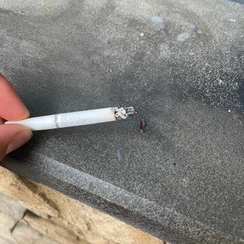 Philip Morris Sigara Tütünün İçinden Sap Çıktı