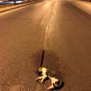 Kartal Belediyesi Yolda Ezilen Kediyi Dünden Beri Almıyor