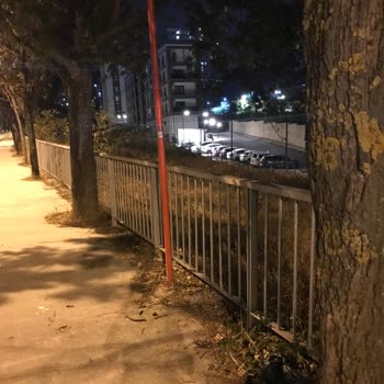 Kartal Belediyesi Yolda Ezilen Kediyi Dünden Beri Almıyor