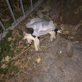 Kartal Belediyesi Yolda Ezilen Kediyi Dünden Beri Almıyor