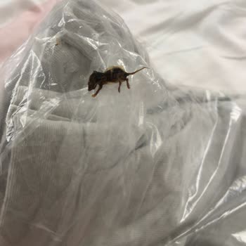 Lufian Ürünün İçinden Ölü Fare Çıktı