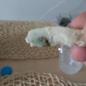 Lezita Aç Ye Tavuktan Küfümsü Madde