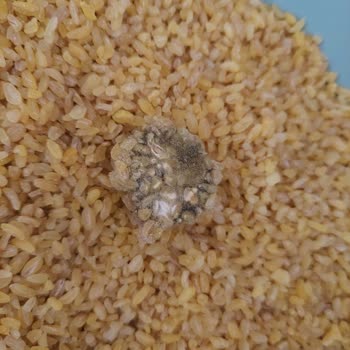 Başhan Bulgurun İçinden Çıkan Tuhaf Parça