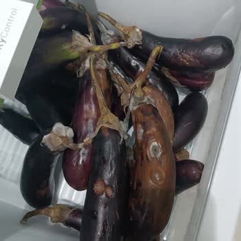 Bosch XXL Dolap Kokuyor Ve Sebze Meyveler Bozuluyor