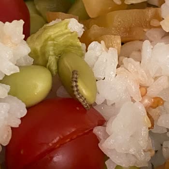 Poke Chef Art Kurtlu Yemek