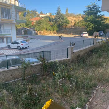 Keçiören Belediyesi Sokak Hayvanları Yüzünden Başımız Belada
