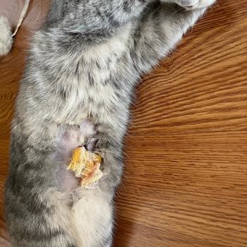 Fiona Veteriner Kliniği Hatalı Operasyon Sonrası Kedim Fıtık Oldu.
