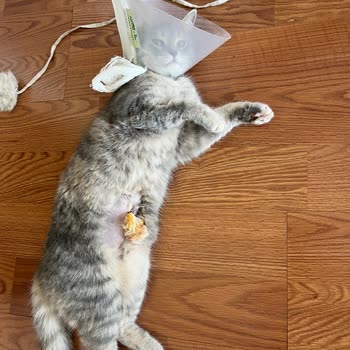 Fiona Veteriner Kliniği Hatalı Operasyon Sonrası Kedim Fıtık Oldu.
