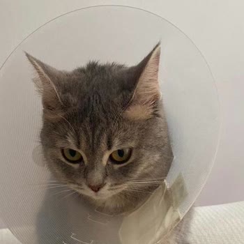 Fiona Veteriner Kliniği Hatalı Operasyon Sonrası Kedim Fıtık Oldu.