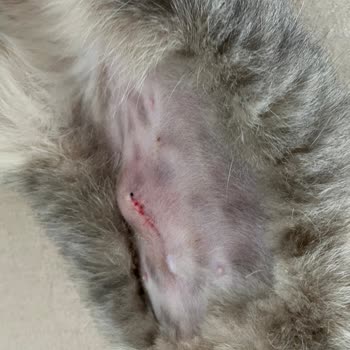 Fiona Veteriner Kliniği Hatalı Operasyon Sonrası Kedim Fıtık Oldu.