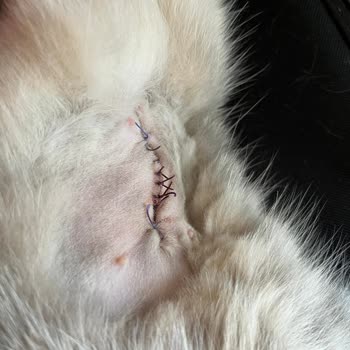 Fiona Veteriner Kliniği Hatalı Operasyon Sonrası Kedim Fıtık Oldu.