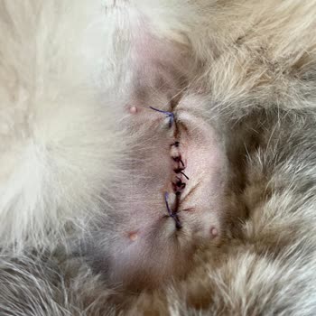 Fiona Veteriner Kliniği Hatalı Operasyon Sonrası Kedim Fıtık Oldu.