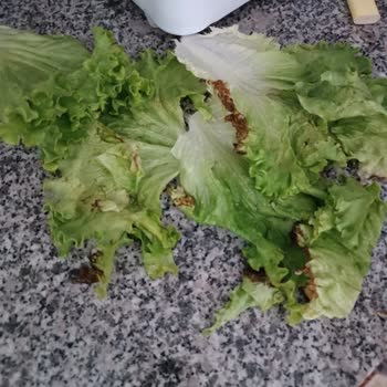Migros Bozuk Ve Çürük Ürün