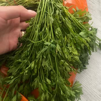Migros Sararmış Yeşillik Getirilmesi
