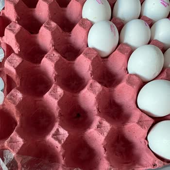 Yumurtacım Ürünün İçinden Çıkan Ve Koku