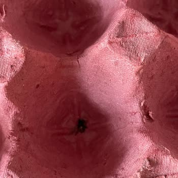 Yumurtacım Ürünün İçinden Çıkan Ve Koku