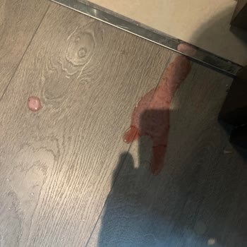 Trendyol SKT Geçmiş Mama Satışına Ön Ayak Oluyor