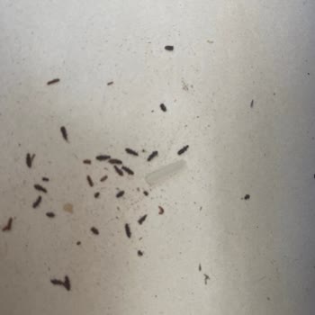 Yayla Bakliyat Pirinçten Çıkan Böcekler