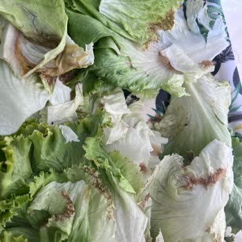 Carrefour SA Bozuk Ürün İadesi Yapılmıyor