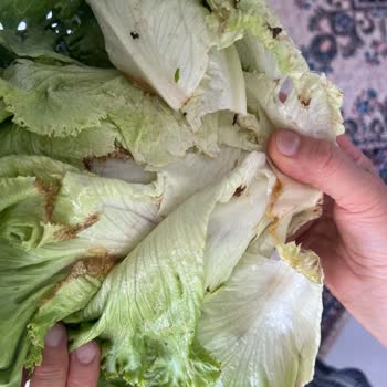 Carrefour SA Bozuk Ürün İadesi Yapılmıyor