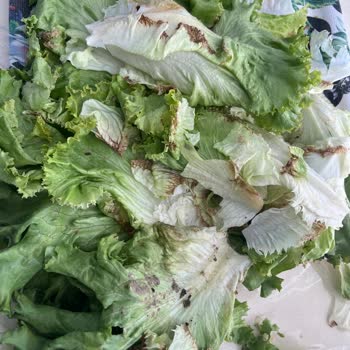 Carrefour SA Bozuk Ürün İadesi Yapılmıyor