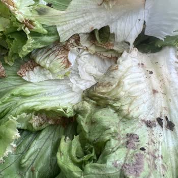 Carrefour SA Bozuk Ürün İadesi Yapılmıyor