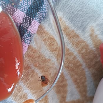 A101 Çokça Ketçaptan Böcek Çıktı