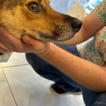 Klea Family Köpek Yaralanması HKK