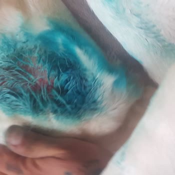 Klea Family Köpek Yaralanması HKK