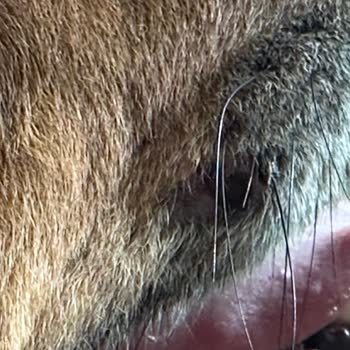 Klea Family Köpek Yaralanması HKK
