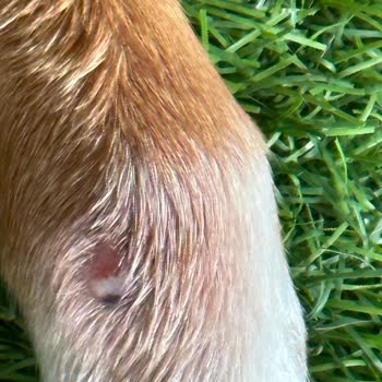 Klea Family Köpek Yaralanması HKK