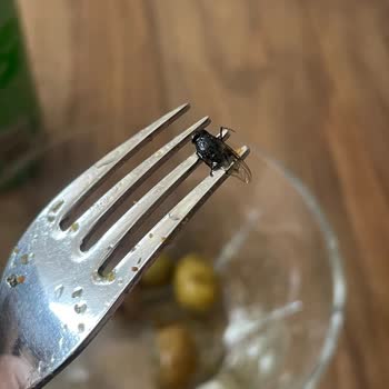 A101 Çekirdeksiz Yeşil Zeytinden Sinek Çıktı