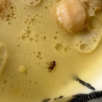 Ağababa Döner Böcekli Sipariş Gönderdi