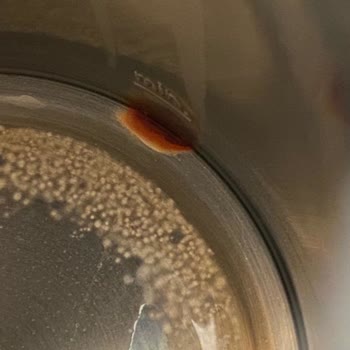 Siemens Ev Aletleri Tw86103/02 Model Kettle'ımın Paslanması