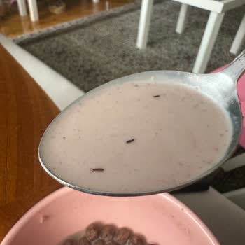 Nestle Nesquik Mısır Gevreğinden Böcek Çıktı!